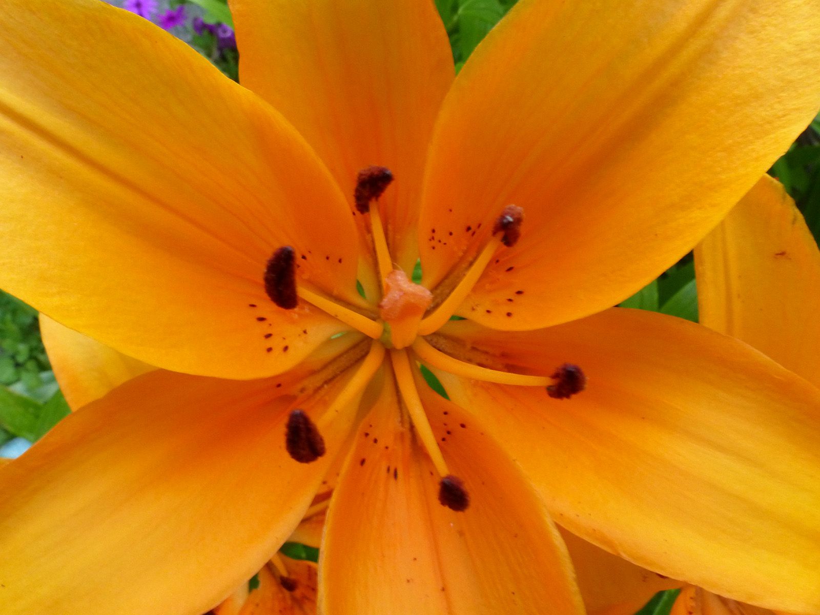 yellowflower.jpg