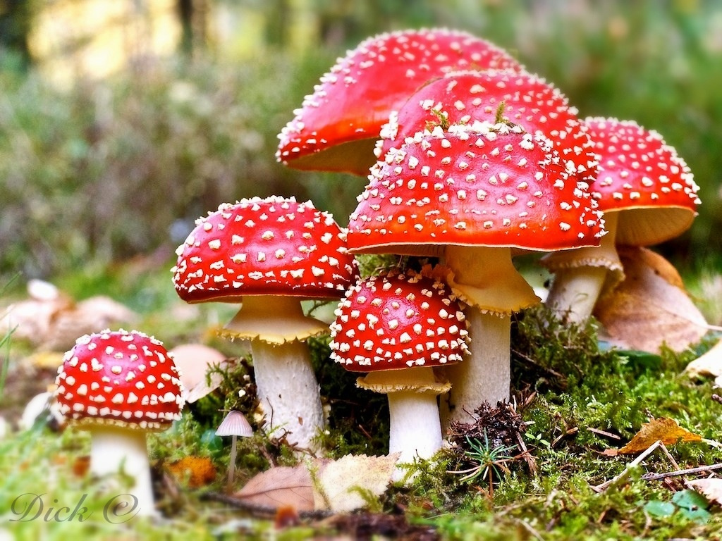 Amanita-Muscaria.jpg