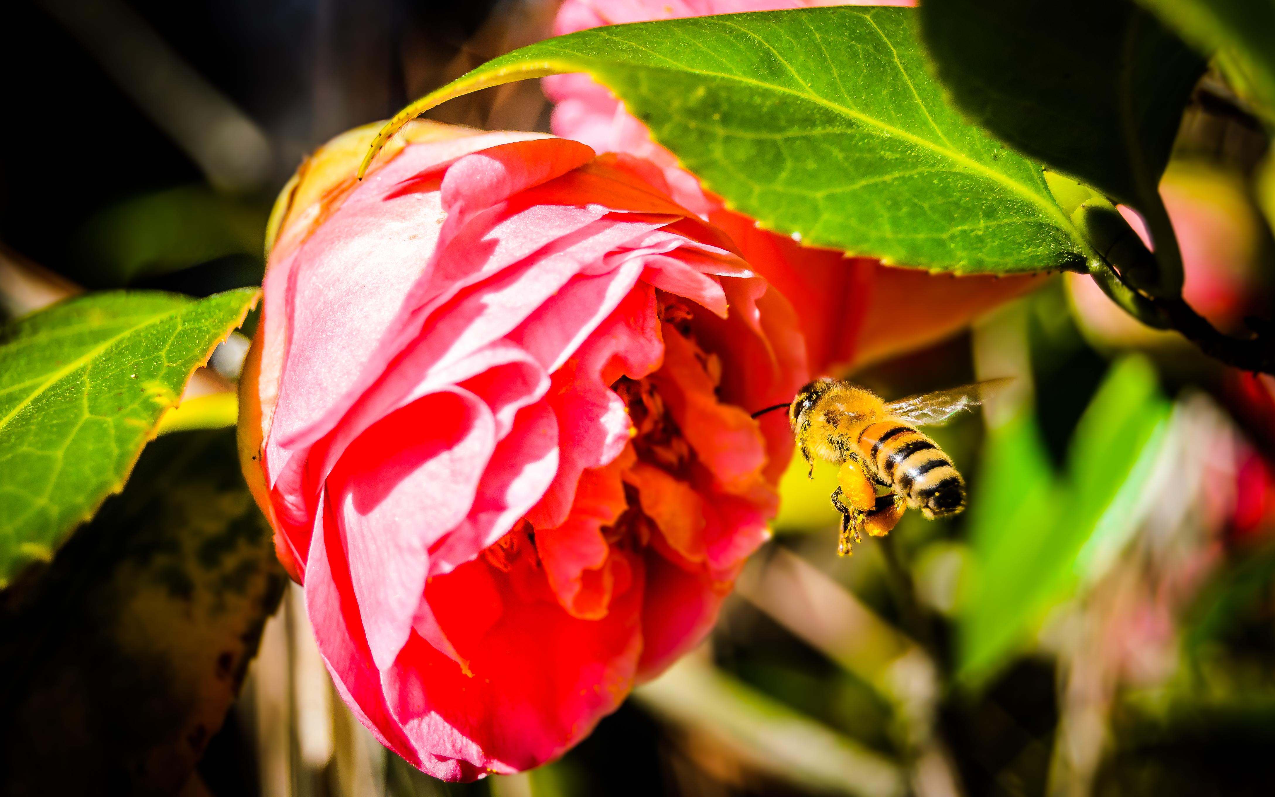 Flower and Bee-1.jpg