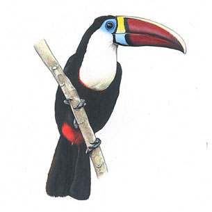 TUCAN..jpg