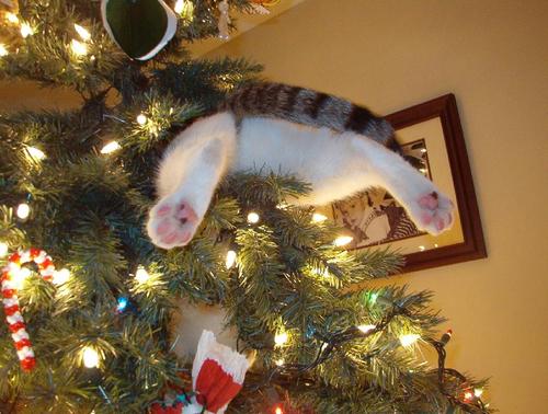 Gato y arbol online de navidad