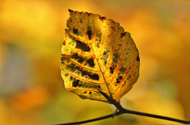 autumn-1042349_640.jpg