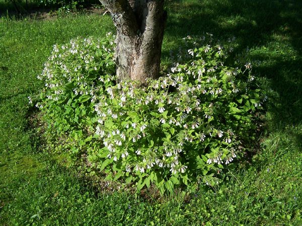 MacIntosh - comfrey crop May 2015.jpg