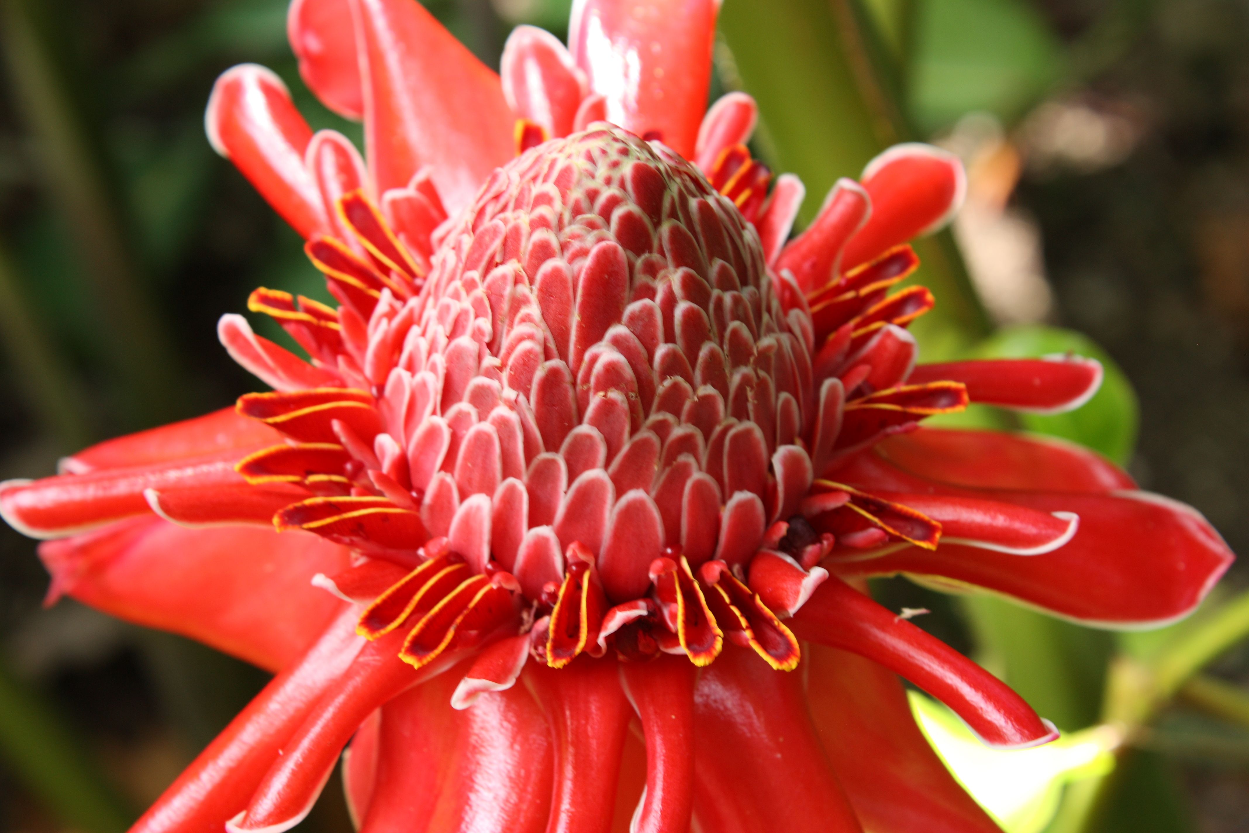 Andromeda Gardens - Torch Ginger.JPG