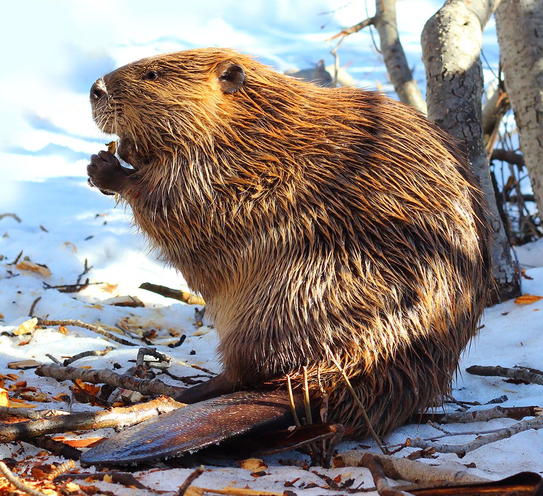 The Beaver (Picture source) The beaver is part of the rodent family. 