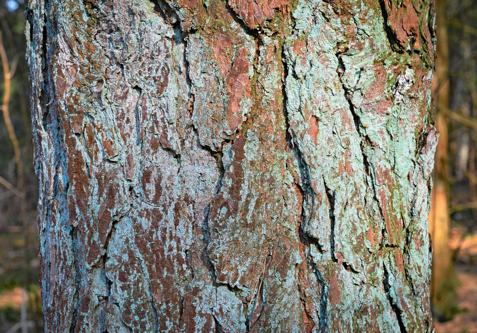 Bark of a pine tree