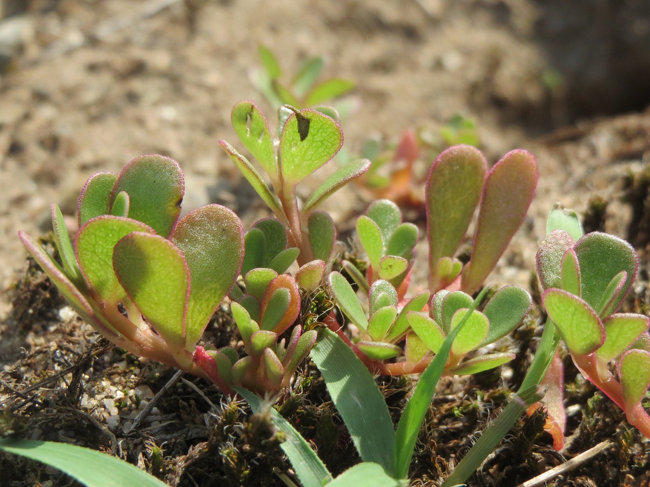 portulaca-oleracea-855543_1280.jpg