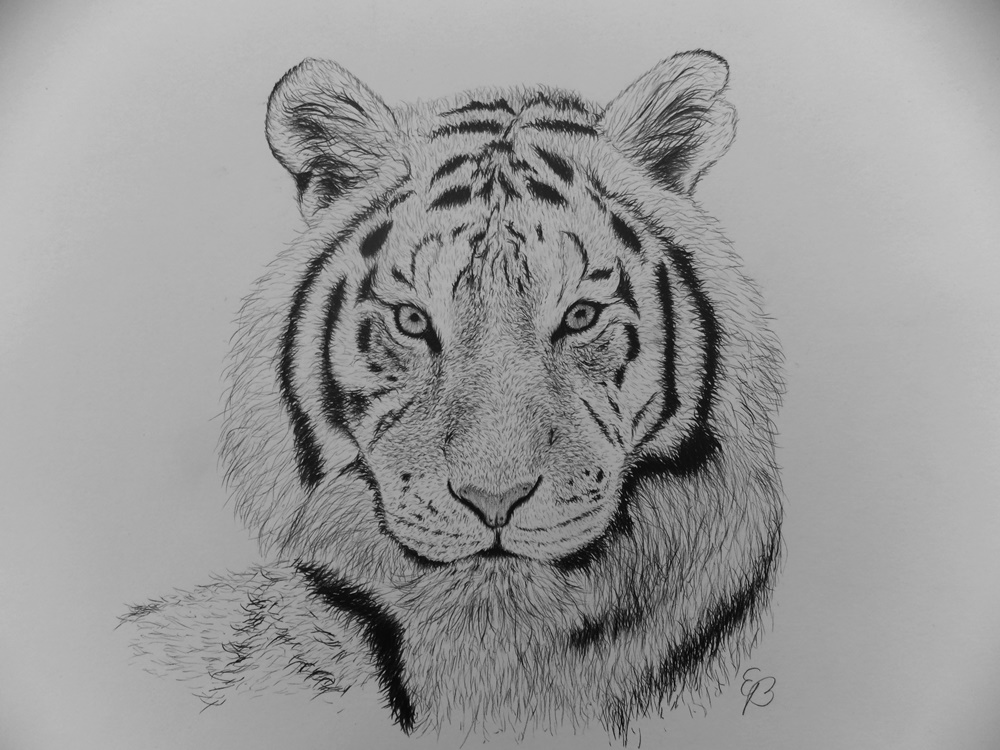 Tigeris1.JPG