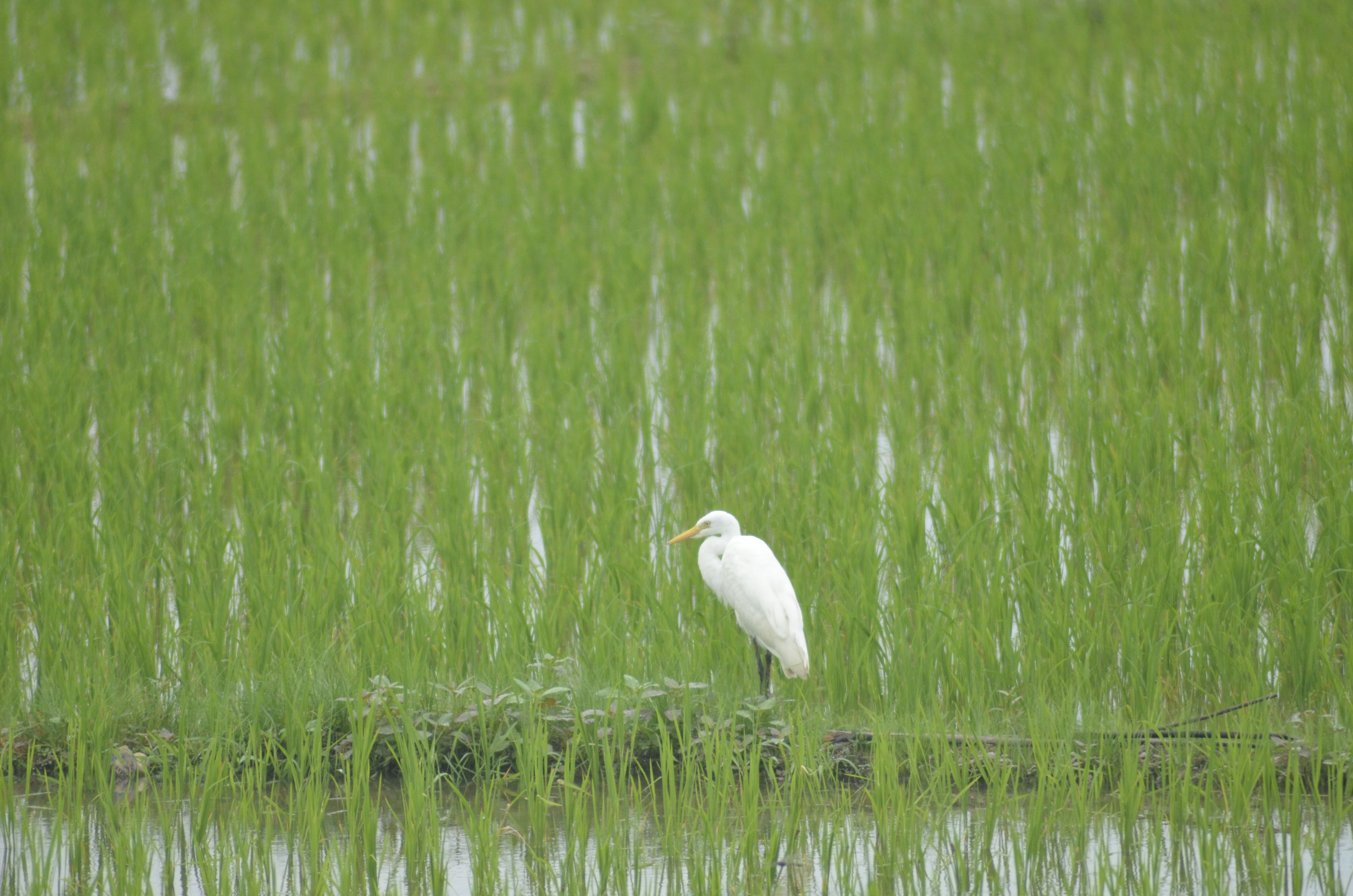 48+ Burung bangau putih sawah terbaru