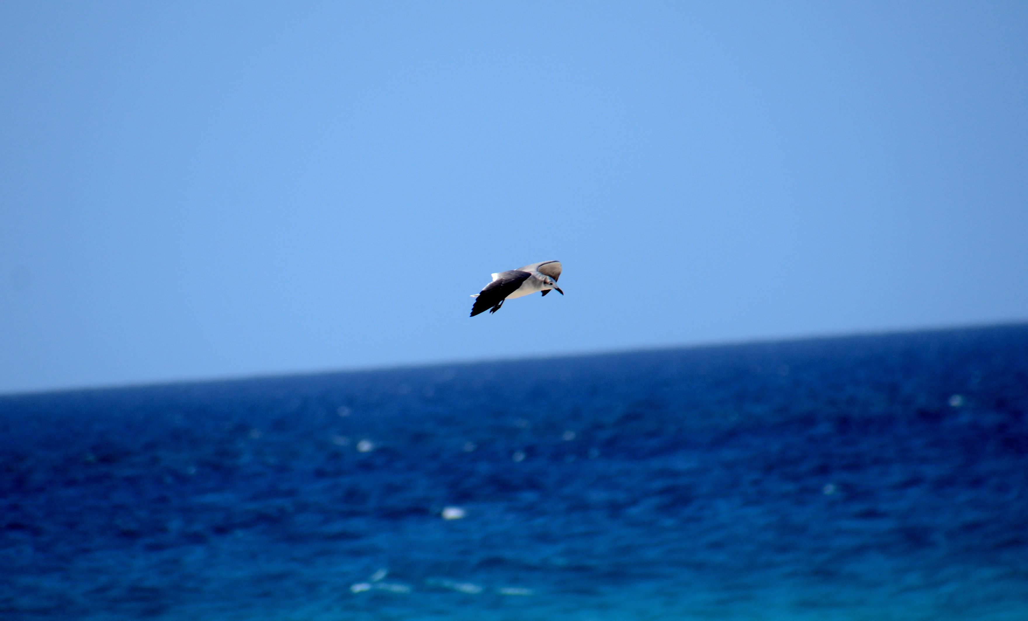 bird5.JPG