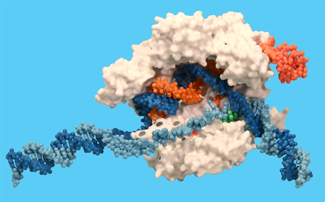 3DMDCRISPR-cas91.jpg