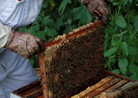 2018-05-17T085626Z_1_LYNXNPEE4G0KB_RTROPTP_2_EU-ENVIRONMENT-BEES.jpg