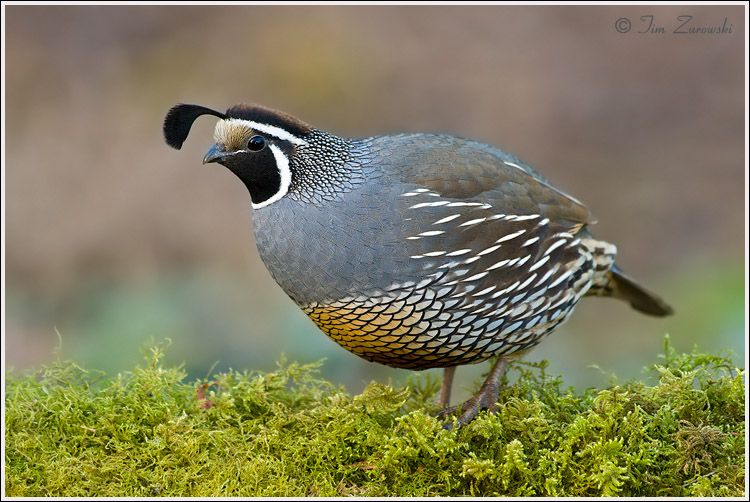 California-Quail-276.jpg