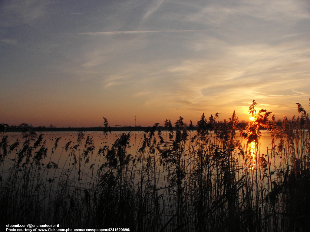 ReedsAtDawn-001-010118.jpg