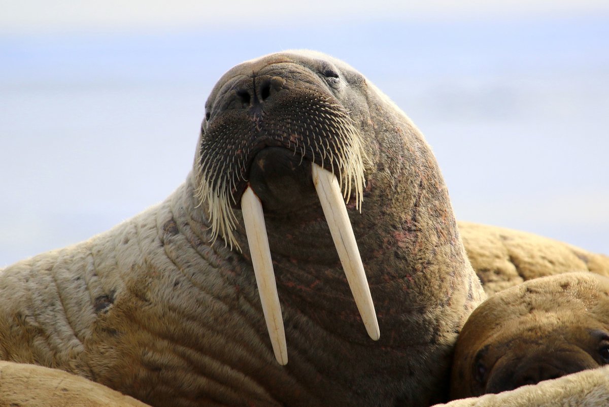 walrus-morse_10.jpg