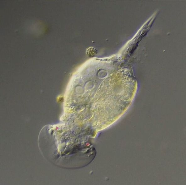 Rotifer4.jpg