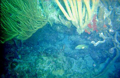 14 Sponges - Looe Key.jpg