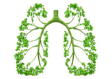 Lung_Tree1.jpg