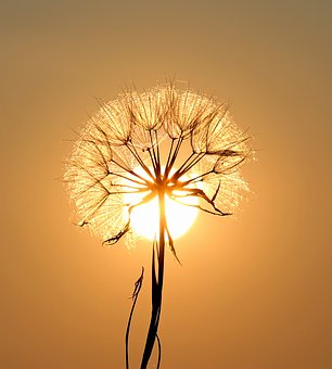 dandelion-1557110__340.jpg