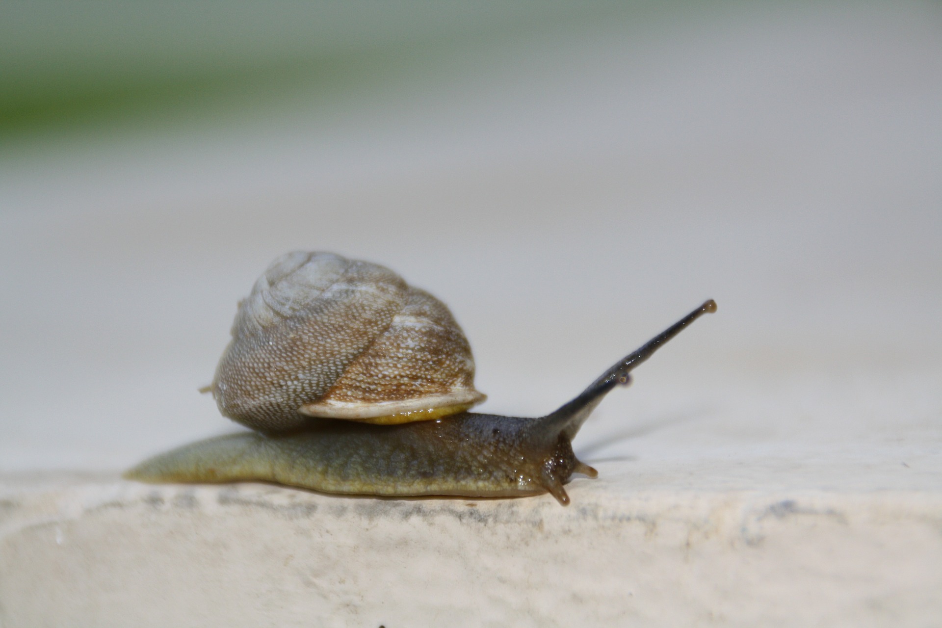 snail-189916_1920.jpg