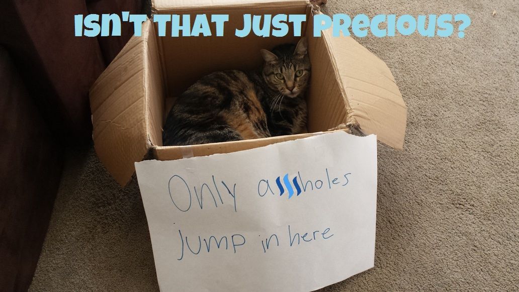 asshole cat.jpg