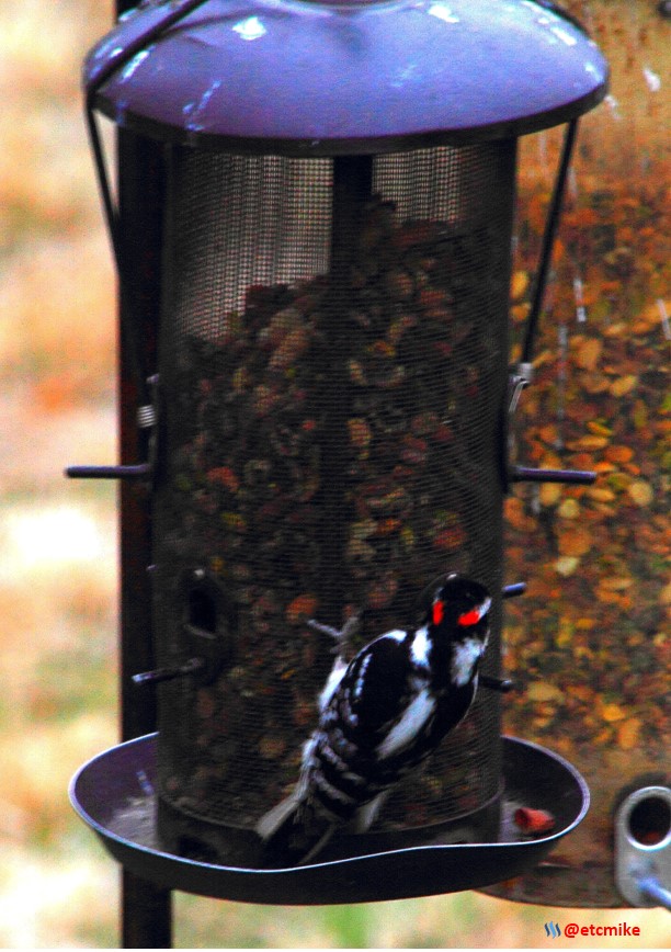 hairy woodpecker PFW22-su0080.JPG