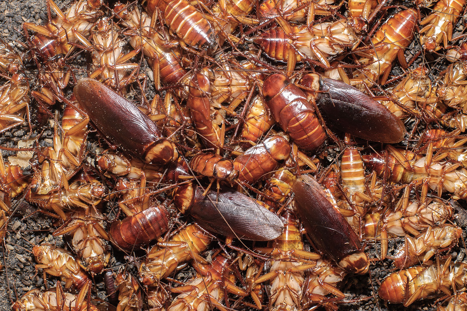 310118-cockroaches.jpg