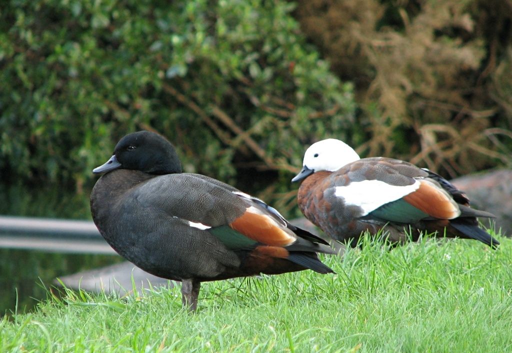 WHIO_Act_03_Which_duck_is_which_Paradise-Shelduck.jpg