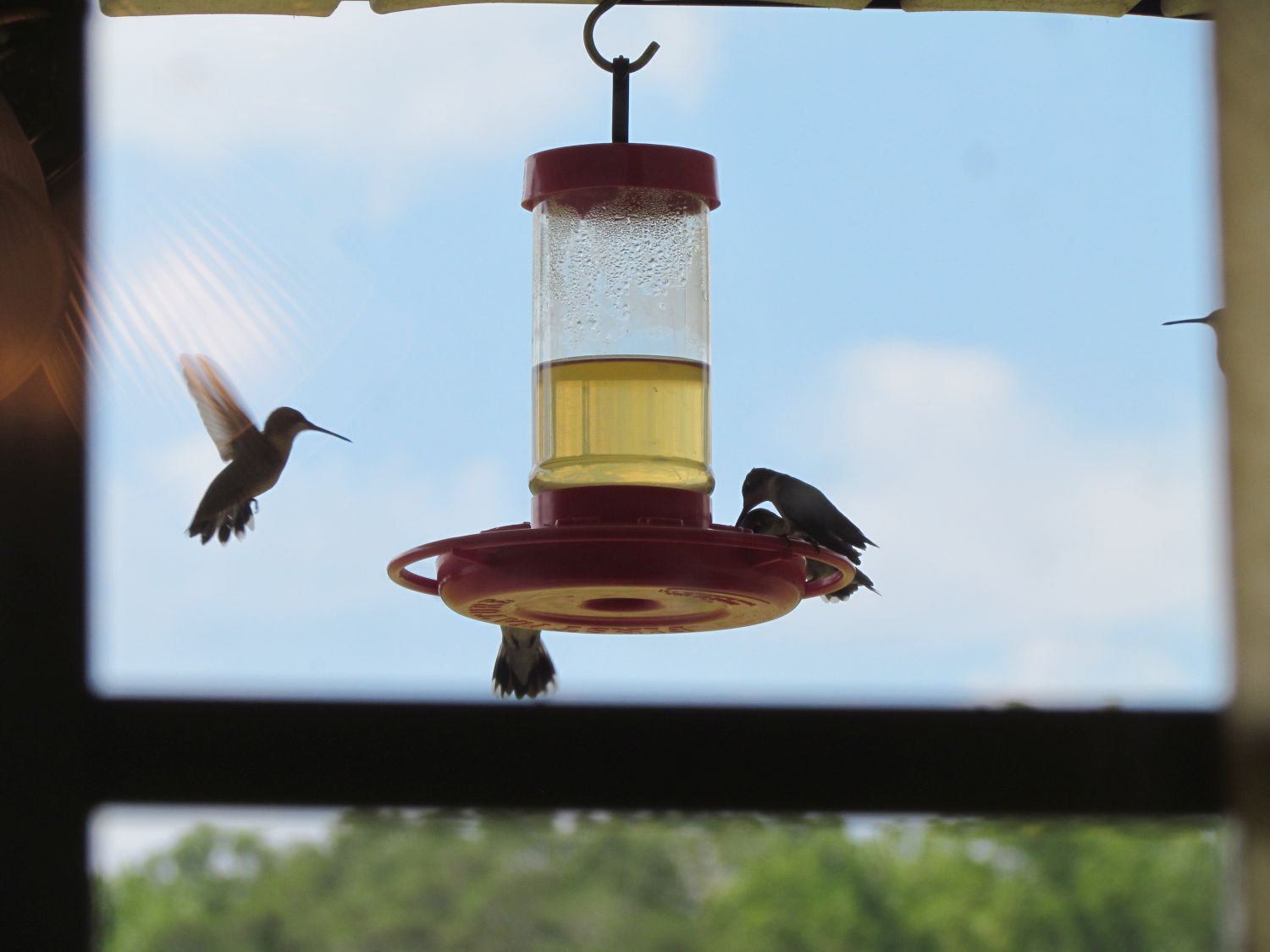 20120919 Nashville, Crescendo and 4Runner 265 - 5 Hummingbirds at feeder.jpg
