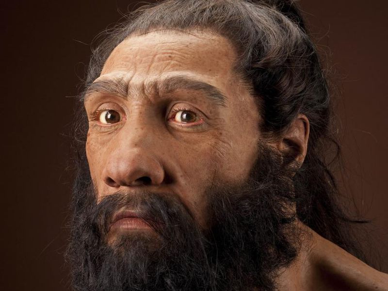 neanderthalensis_jg_recon_head_cc_3qtr_lt_sq.jpg