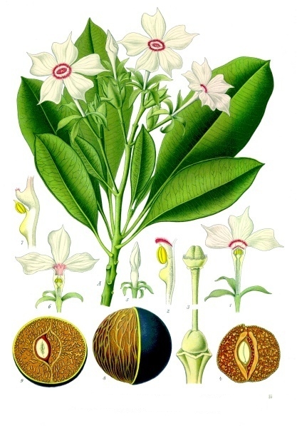 Cerbera_manghas_-_Köhler–s_Medizinal-Pflanzen-175.jpg
