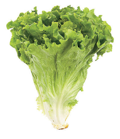 green-leaf-lettuce.jpg