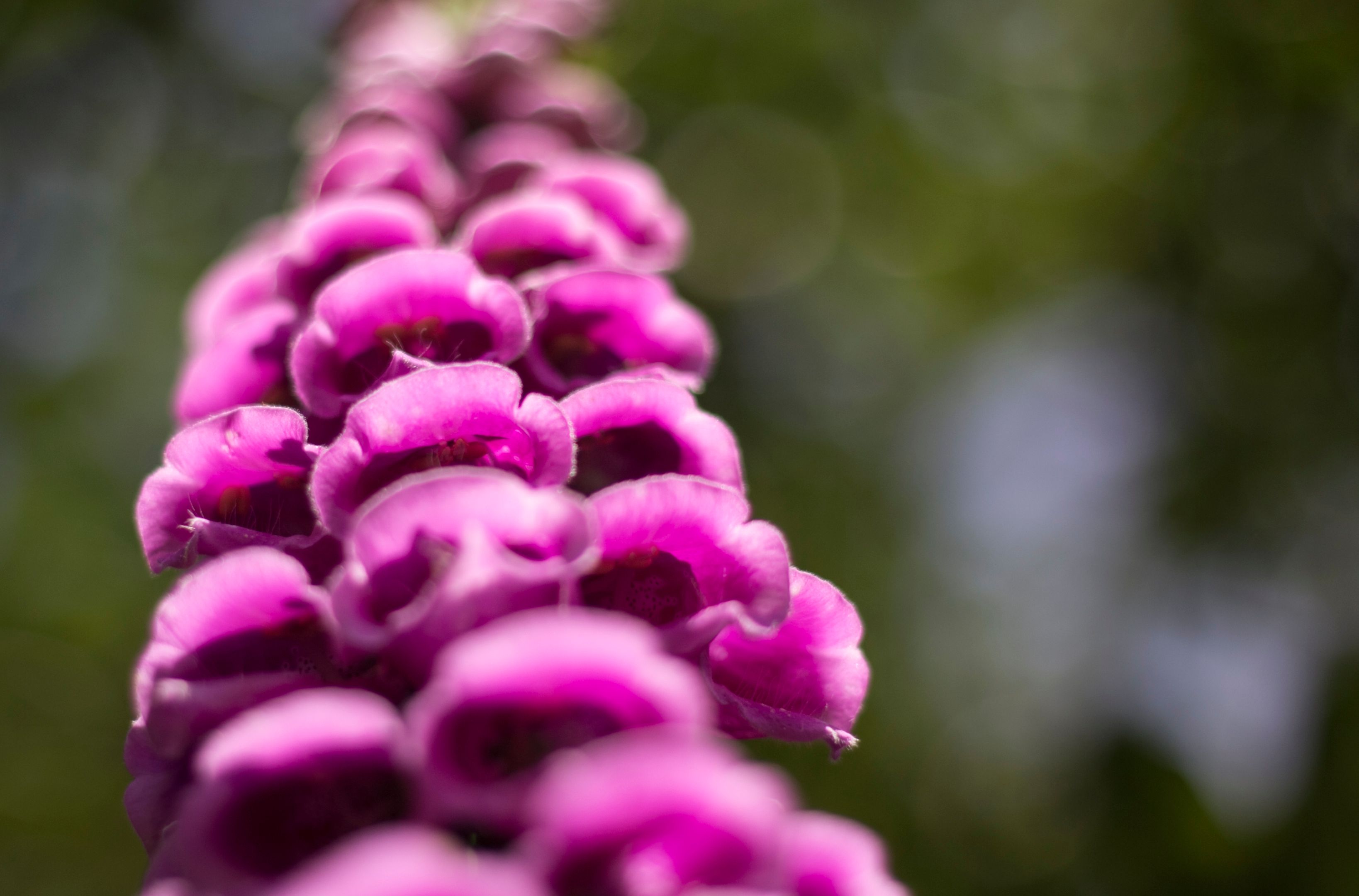 fox glove.jpg