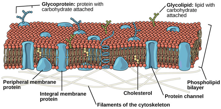 Figure_03_03_02-.jpg