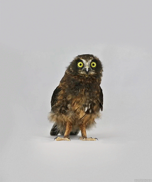 A curious little Morepork Owl - by denlArt gönderdi.gif