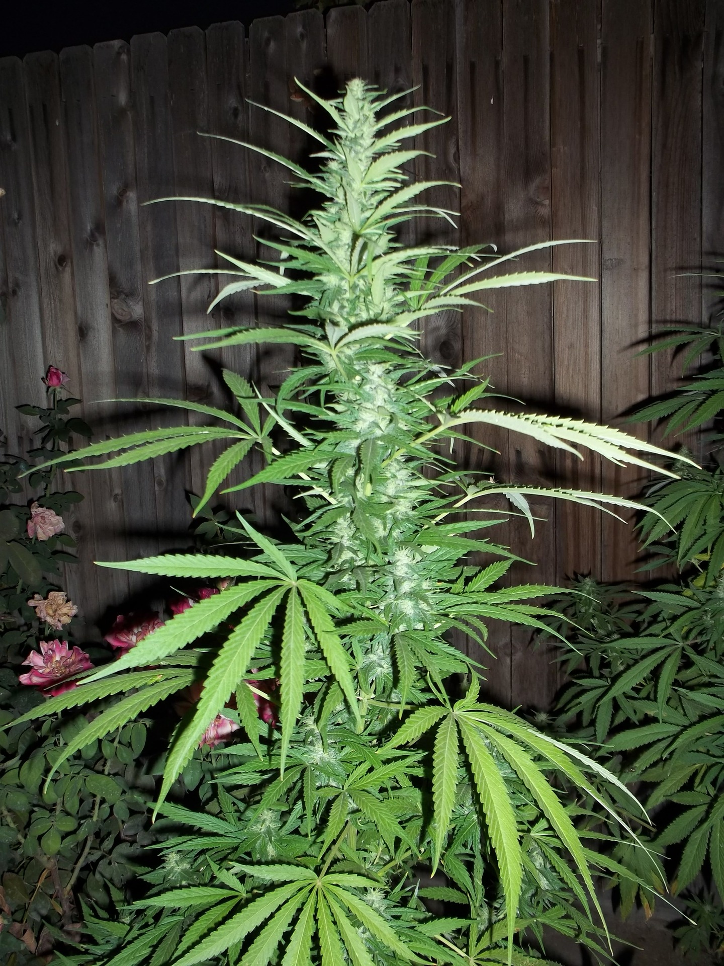 cannabis-364568_1920.jpg