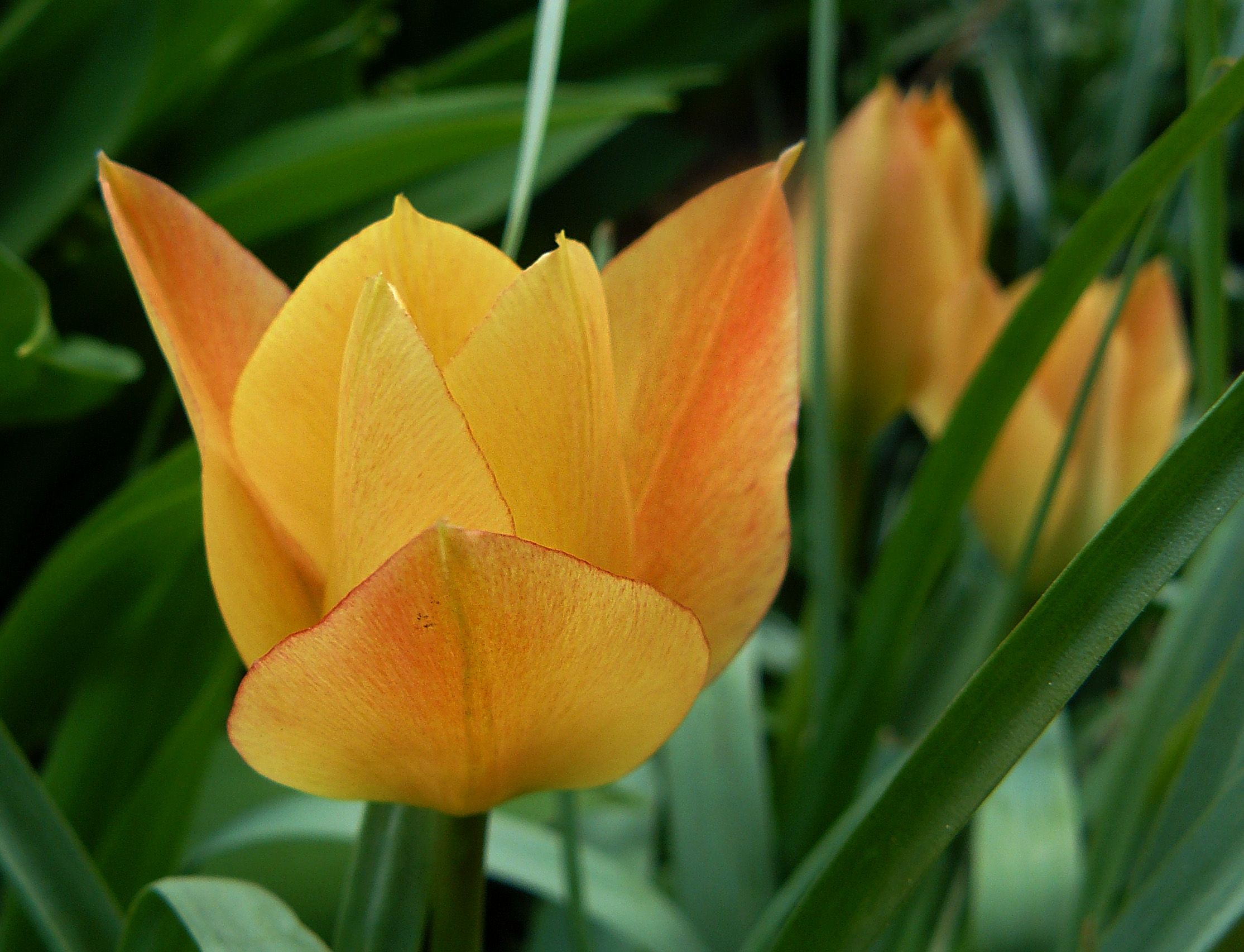 tulip orange mini 2.jpg