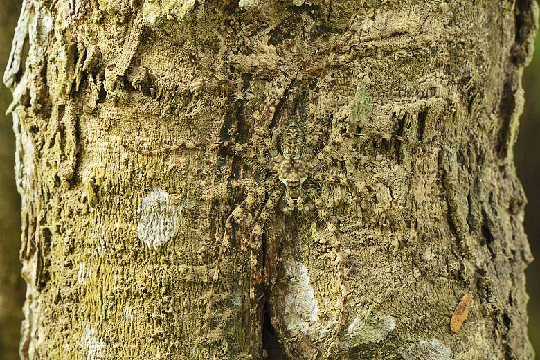 daintree-rainforest-lichen-spider.jpg