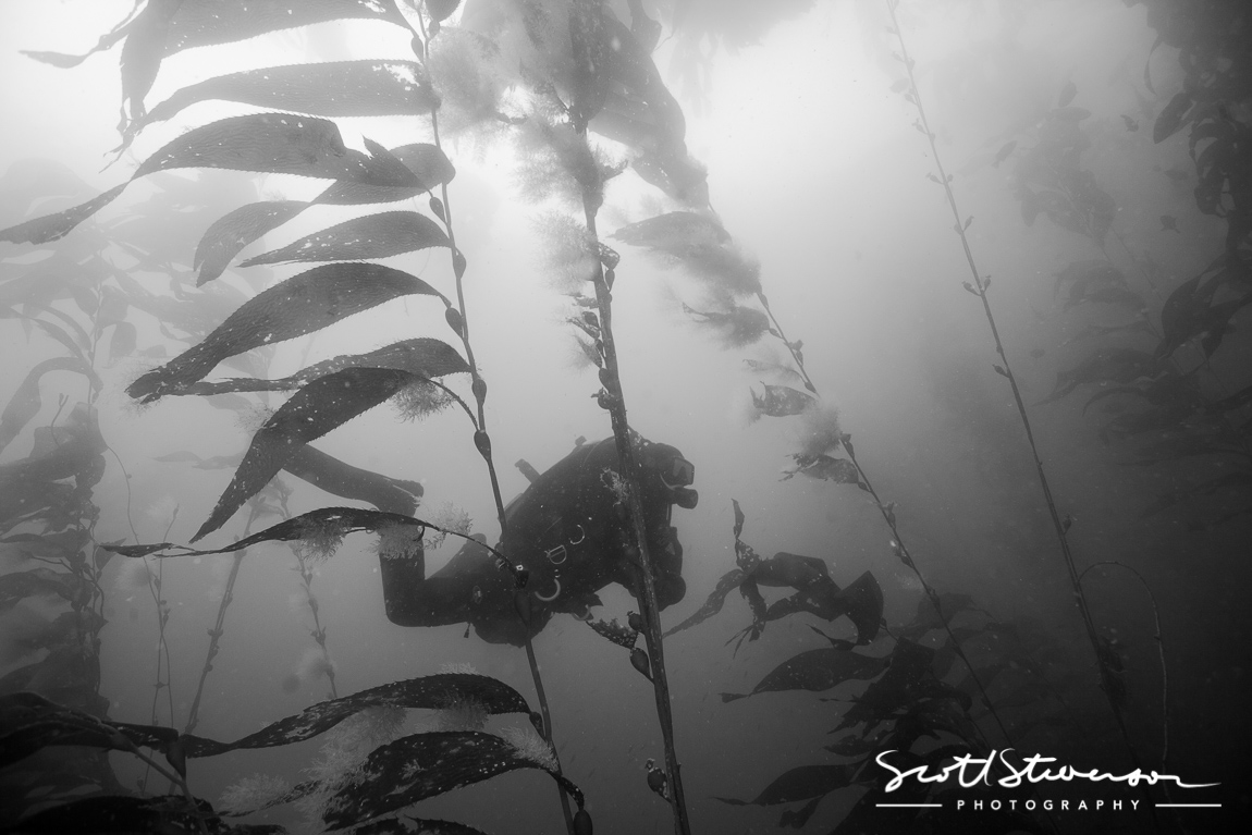 Kelp Forest-1.jpg