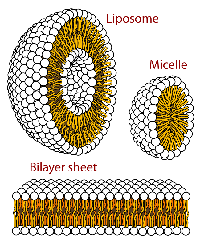 662px-Phospholipids_aqueous_solution_structures.svg.png