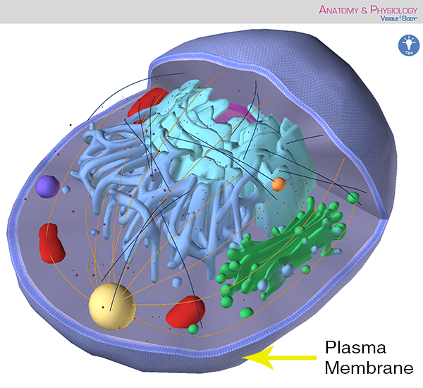 eukaryotic-cell-plasma-membrane-cytoplasm-organelles.png