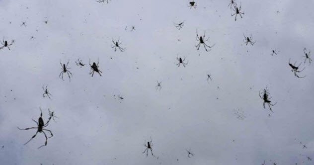 6-raining-spiders.jpg