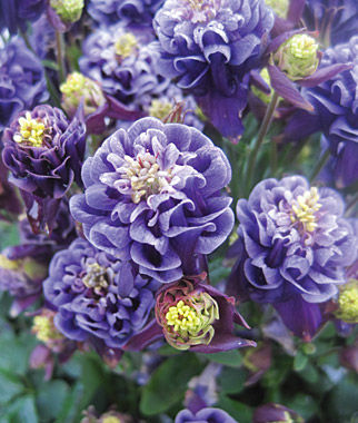 Columbine leaves turning purple