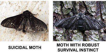 suicidal-moth2.jpg