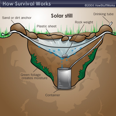 jungle-survival-4.jpg