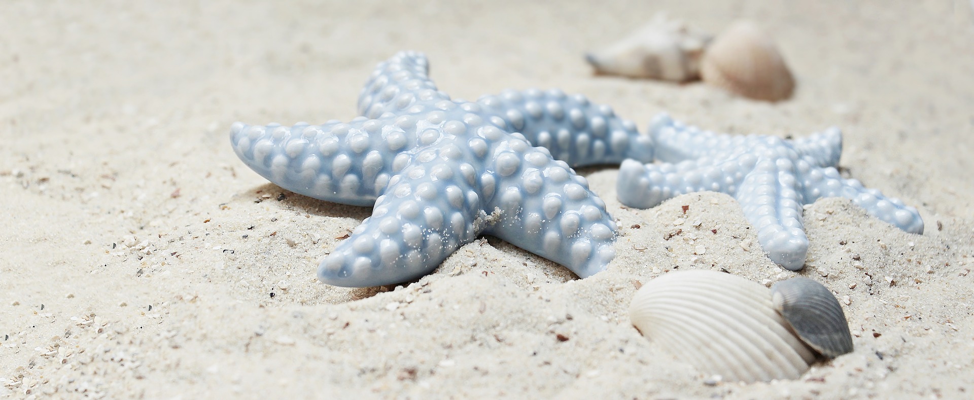 starfish-2423999_1920.jpg