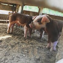 Hereford piglets closeup.jpg