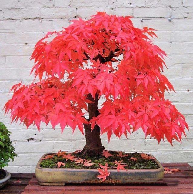 inspire-uplift-others-gifts-red-japanese-bonsai-maple-tree-seeds-20-seeds-1225981689867_750x.progressive.jpg