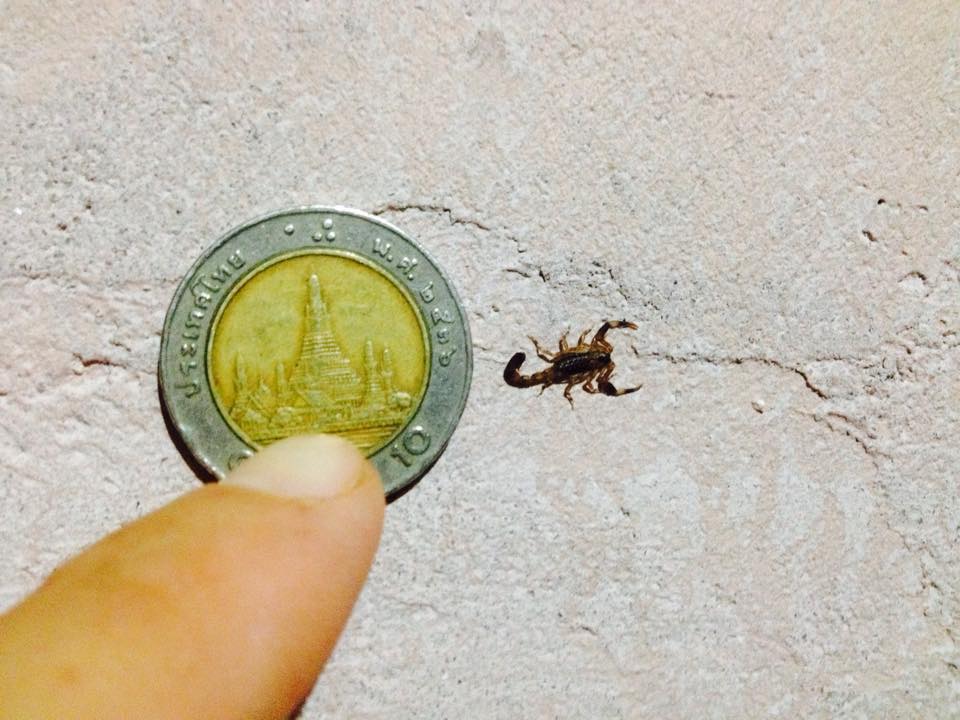 smallest scorpion in the world