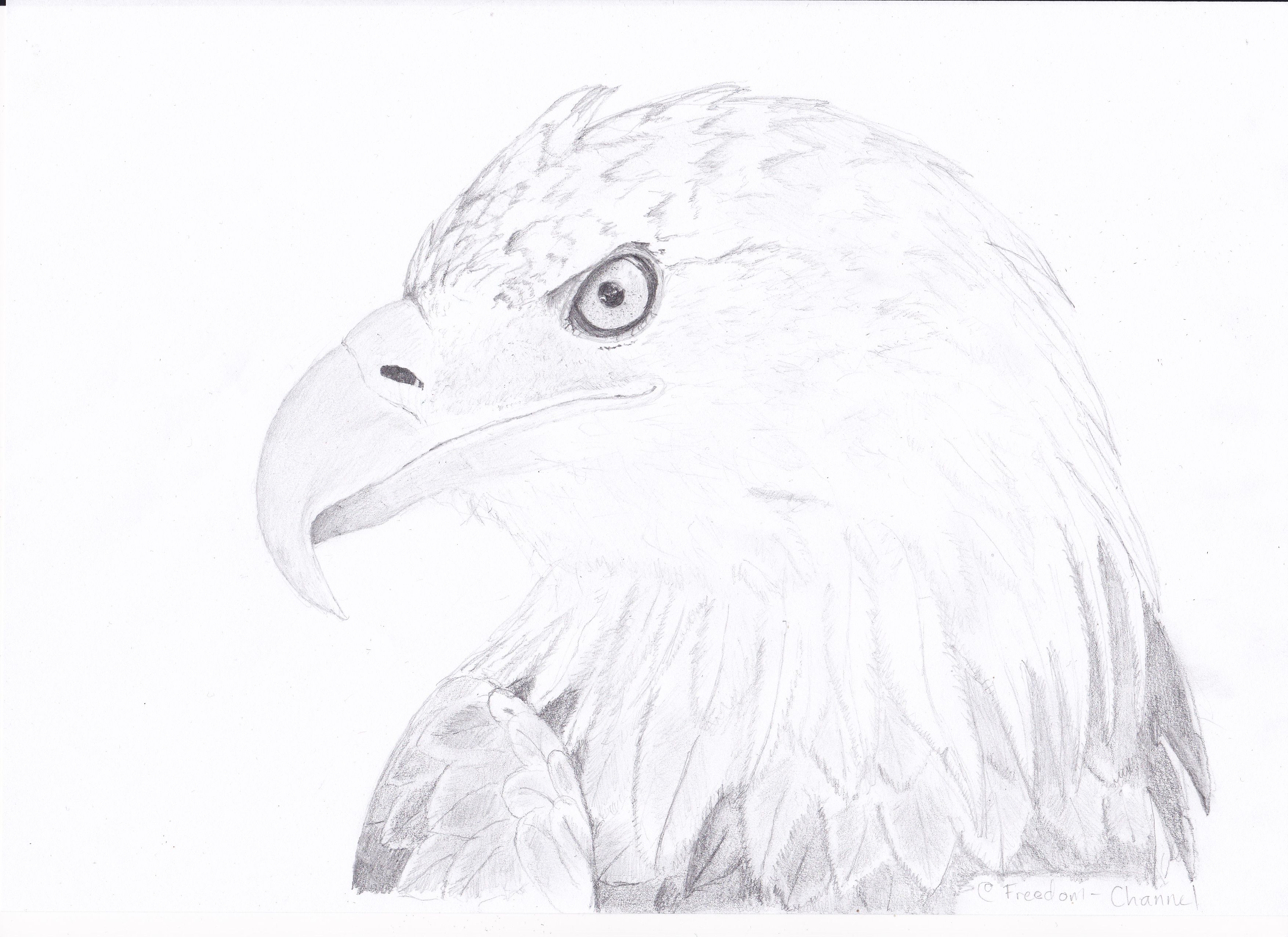 Pencil wings | Bird drawings, Animal drawings, Eagle drawing